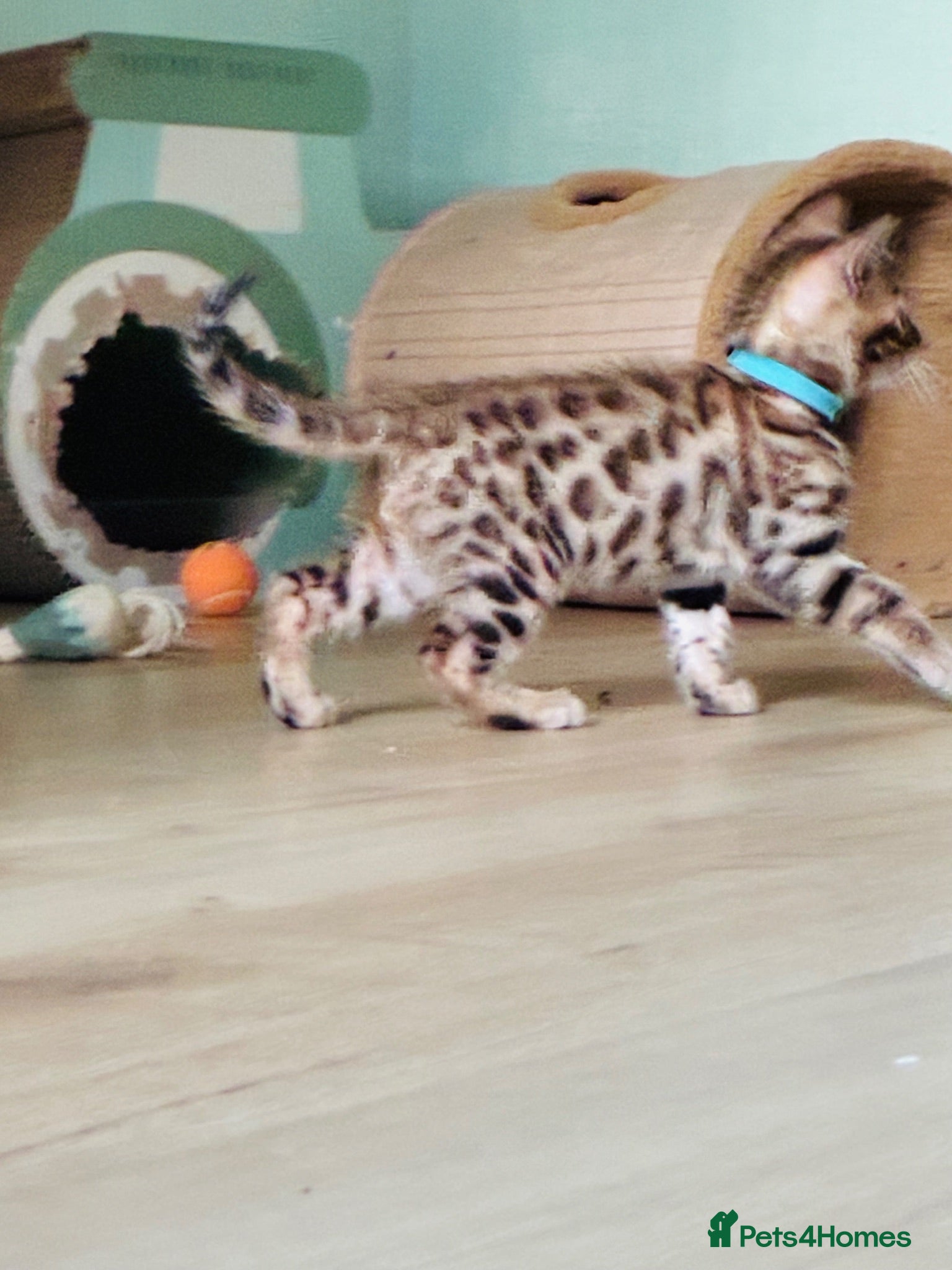 Bengal cats ⭐️FINAL BENGAL KITTEN⭐️ Beautiful Bengal Kittens - Advert 1