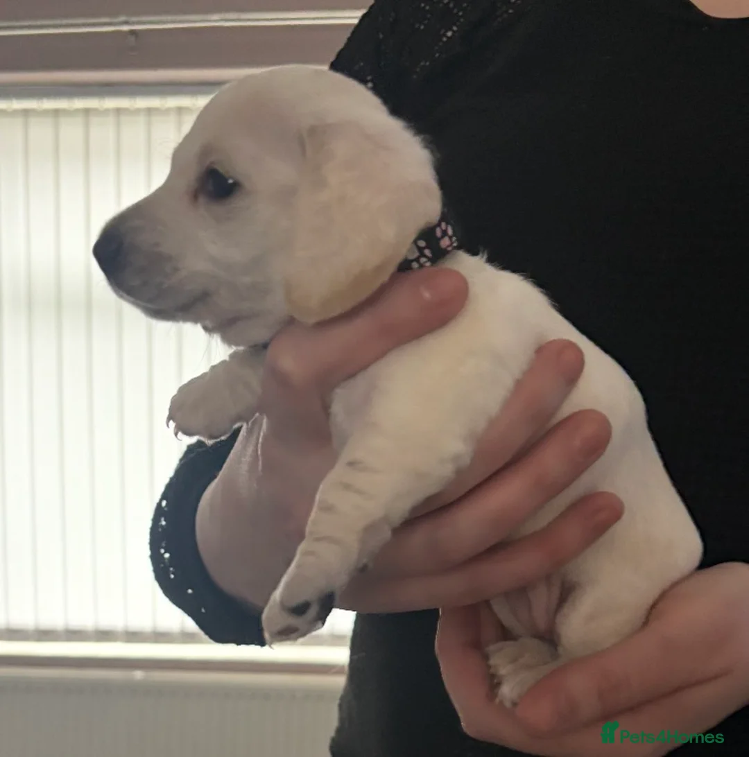 Dachshund dogs for sale: Beautiful litter of Dachshund puppies - Advert 14