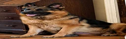 German Shepherd dogs for sale: Beautiful Chunky German Shepherd Puppies  - Advert 2