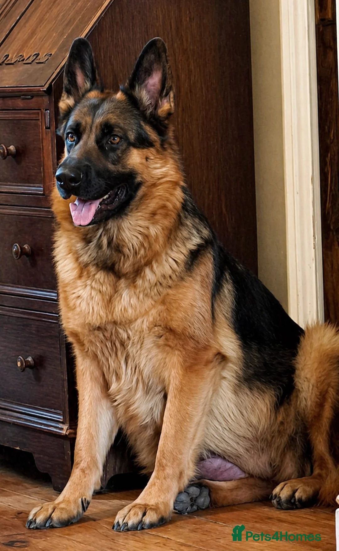 German Shepherd dogs for sale: Beautiful Chunky German Shepherd Puppies  - Advert 2