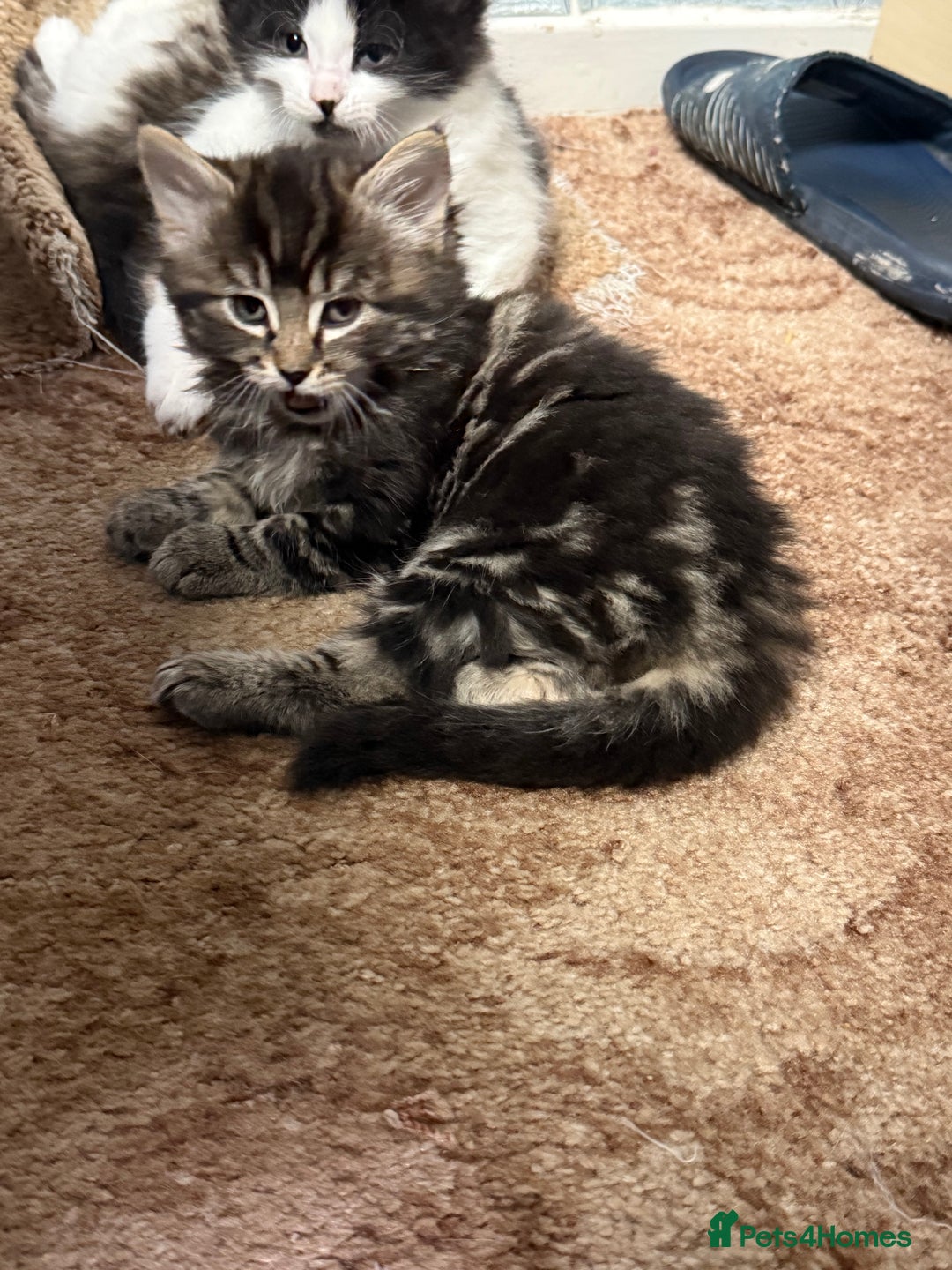 Mixed Breed cats for sale: 🐾 Free Kittens Looking for Loving Homes 🐾 - Image 5