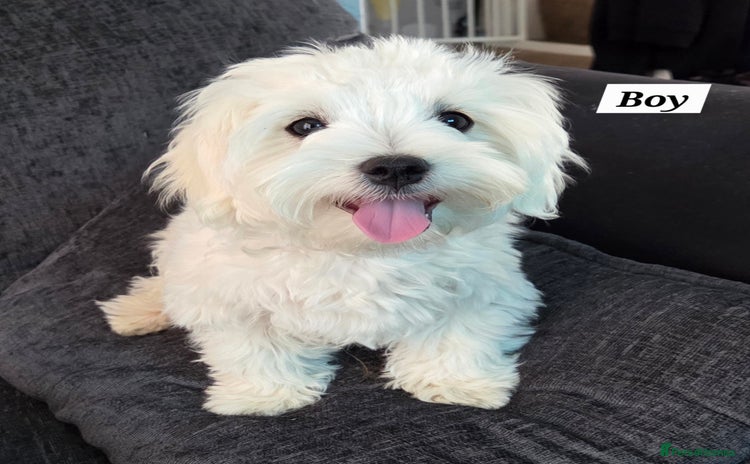 Maltese dogs in Wakefield - Advert 1