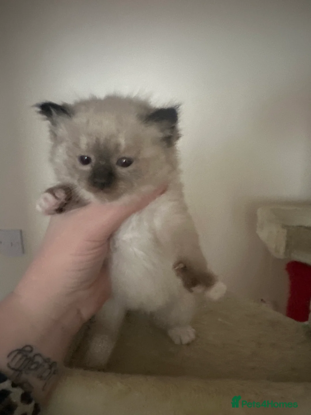 Ragdoll cats for sale: Ragdoll Kittens - Advert 11