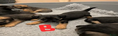Border Terrier Puppy 4