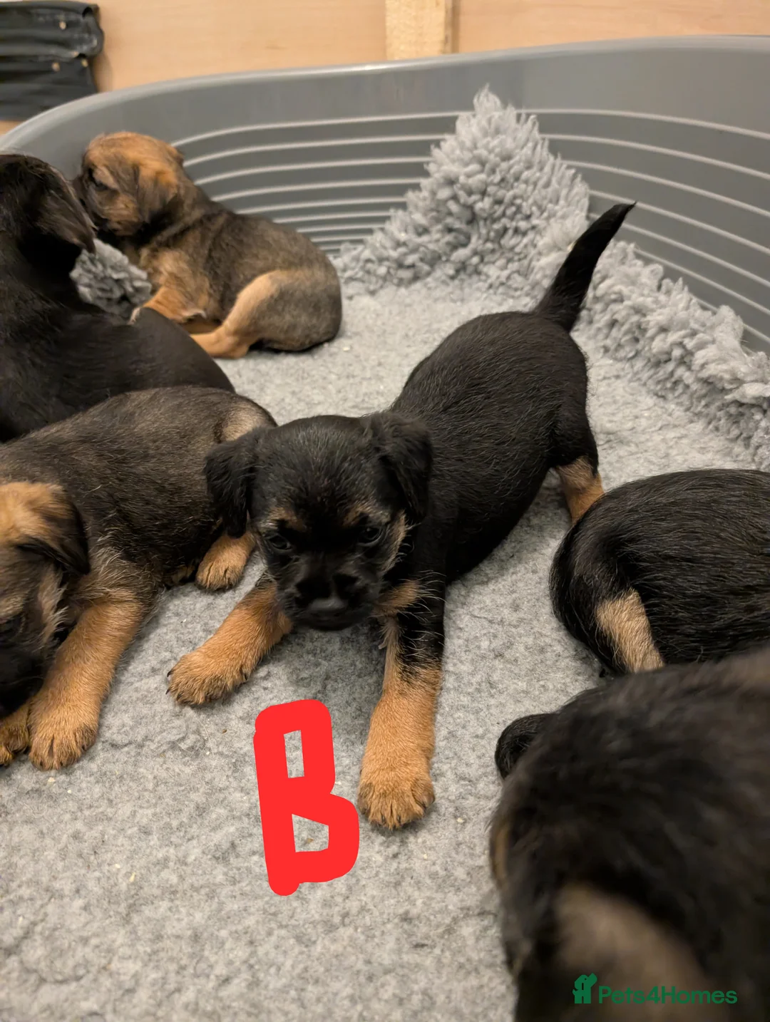 Border Terrier dogs for sale: Beautiful Border Terrier Puppies - Advert 6