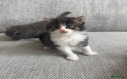 British Shorthair cats for sale: Beautiful British short hair kittens  - Image 15