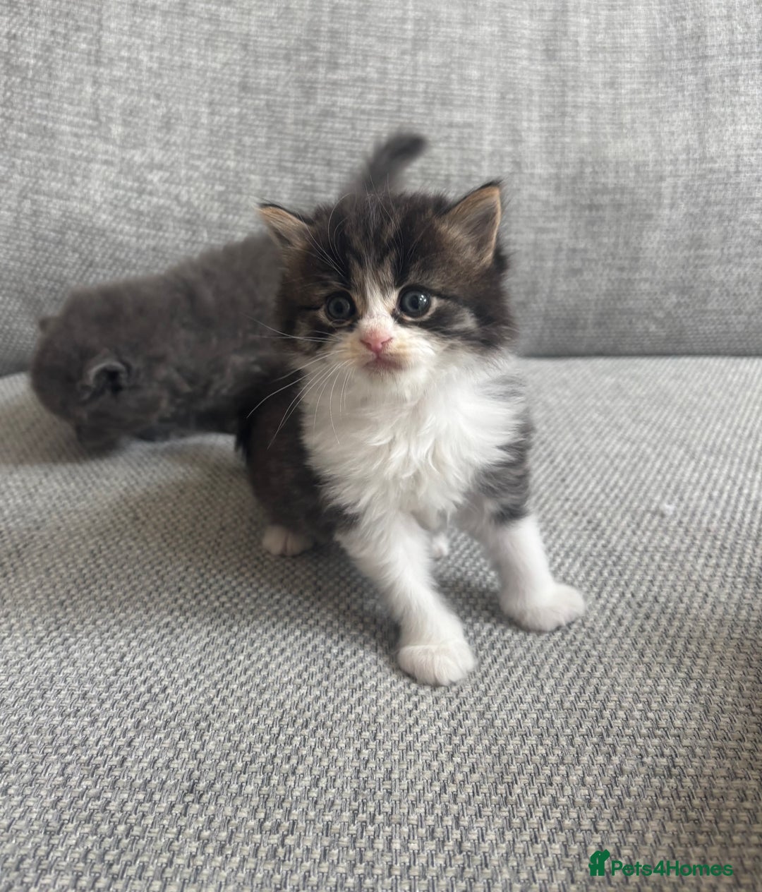 British Shorthair cats for sale: Beautiful British short hair kittens  - Image 15