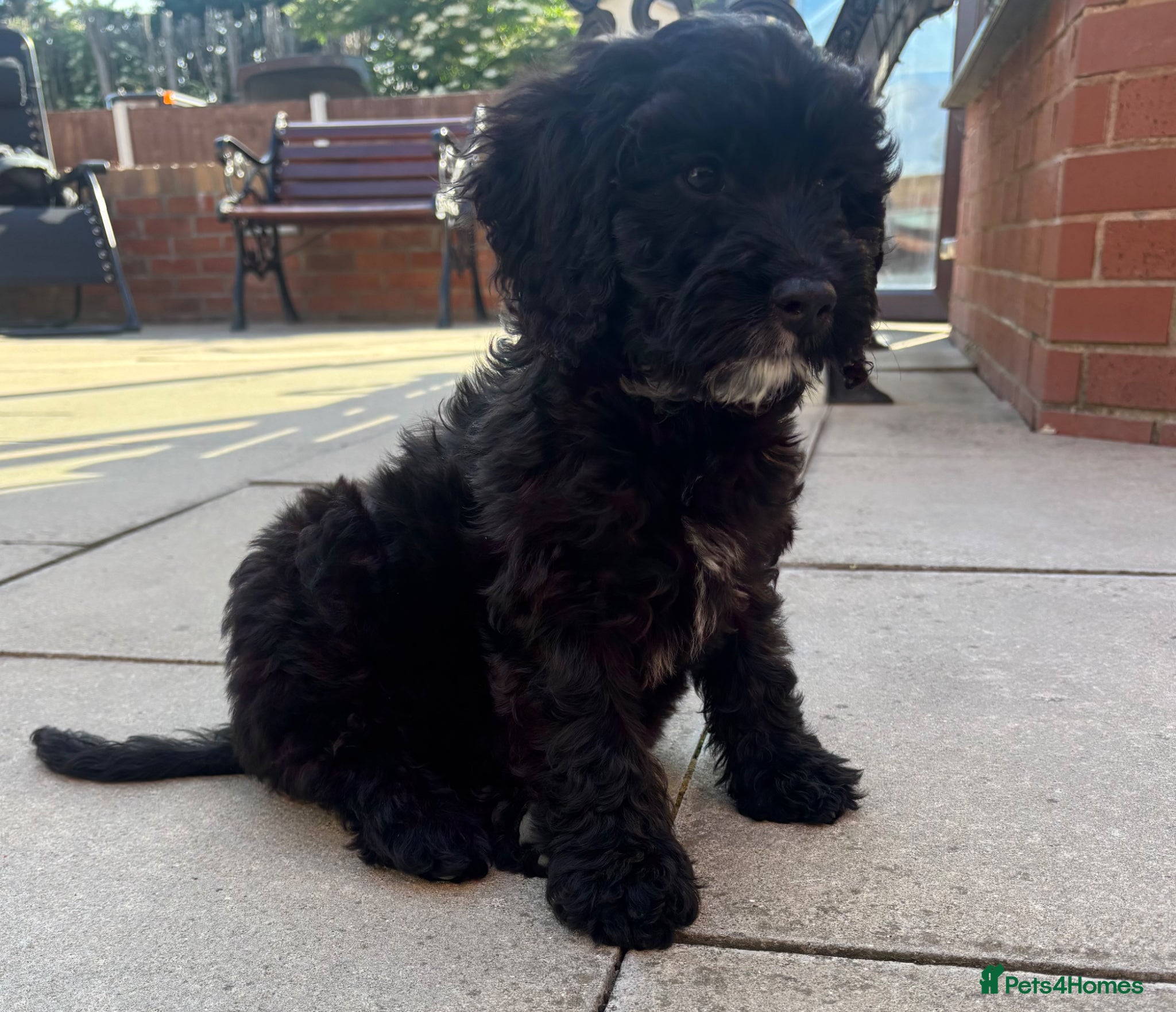 Cockapoo dogs LAST GIRL ❤️£895 READY TO LEAVE🏡 - Advert 1