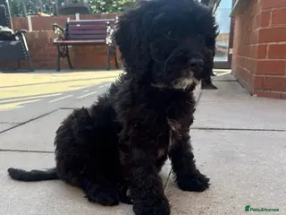 Cockapoo dogs LAST GIRL ❤️£895 READY TO LEAVE🏡 - Advert 5