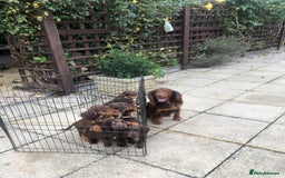Cocker Spaniel dogs for sale: Cocker spaniel puppy’s  - Image 3