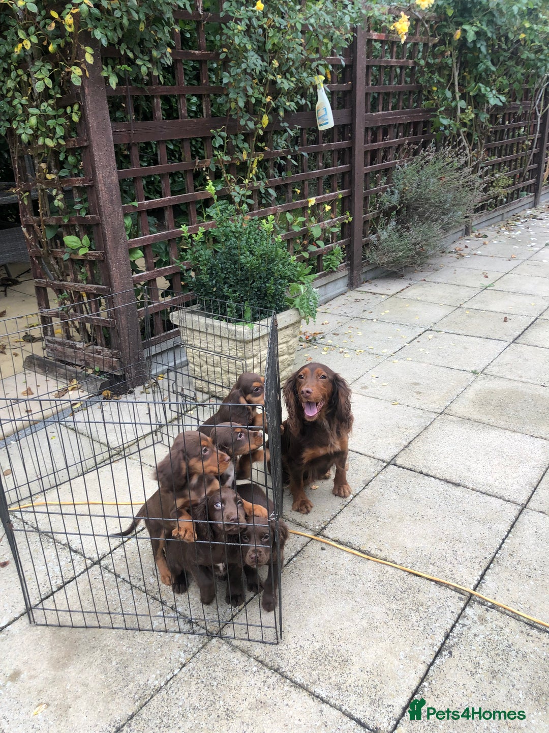 Cocker Spaniel dogs for sale: Cocker spaniel puppy’s  - Image 3