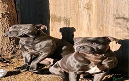 Staffordshire Bull Terrier dogs for sale: Beautiful Blue Staffs KC Registered - Image 22