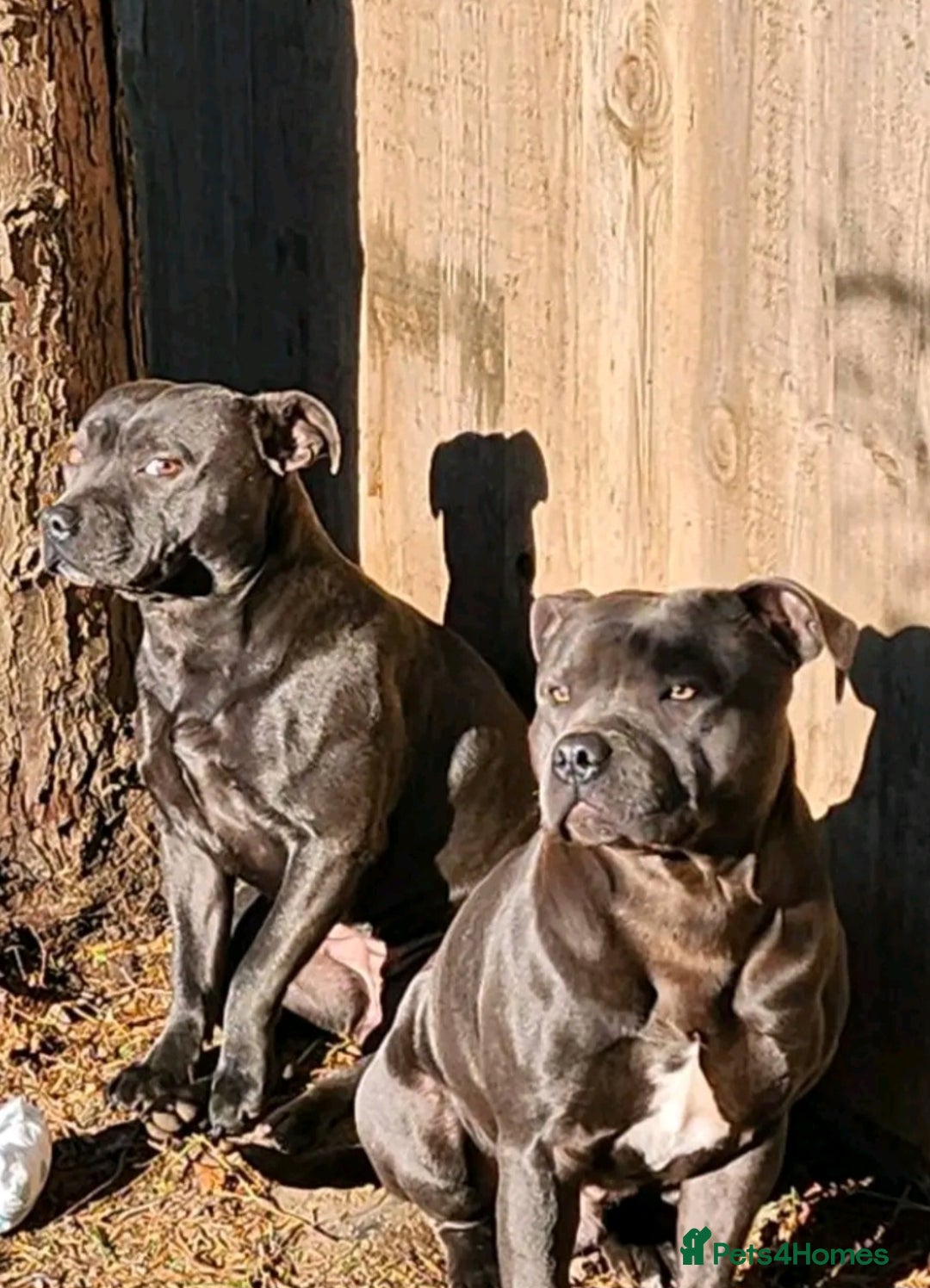 Staffordshire Bull Terrier dogs for sale: Beautiful Blue Staffs KC Registered - Image 22