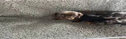 Dachshund dogs for sale: 2 gorgeous dappled and 1 brown Dachshund puppies  in Godalming - Advert 11
