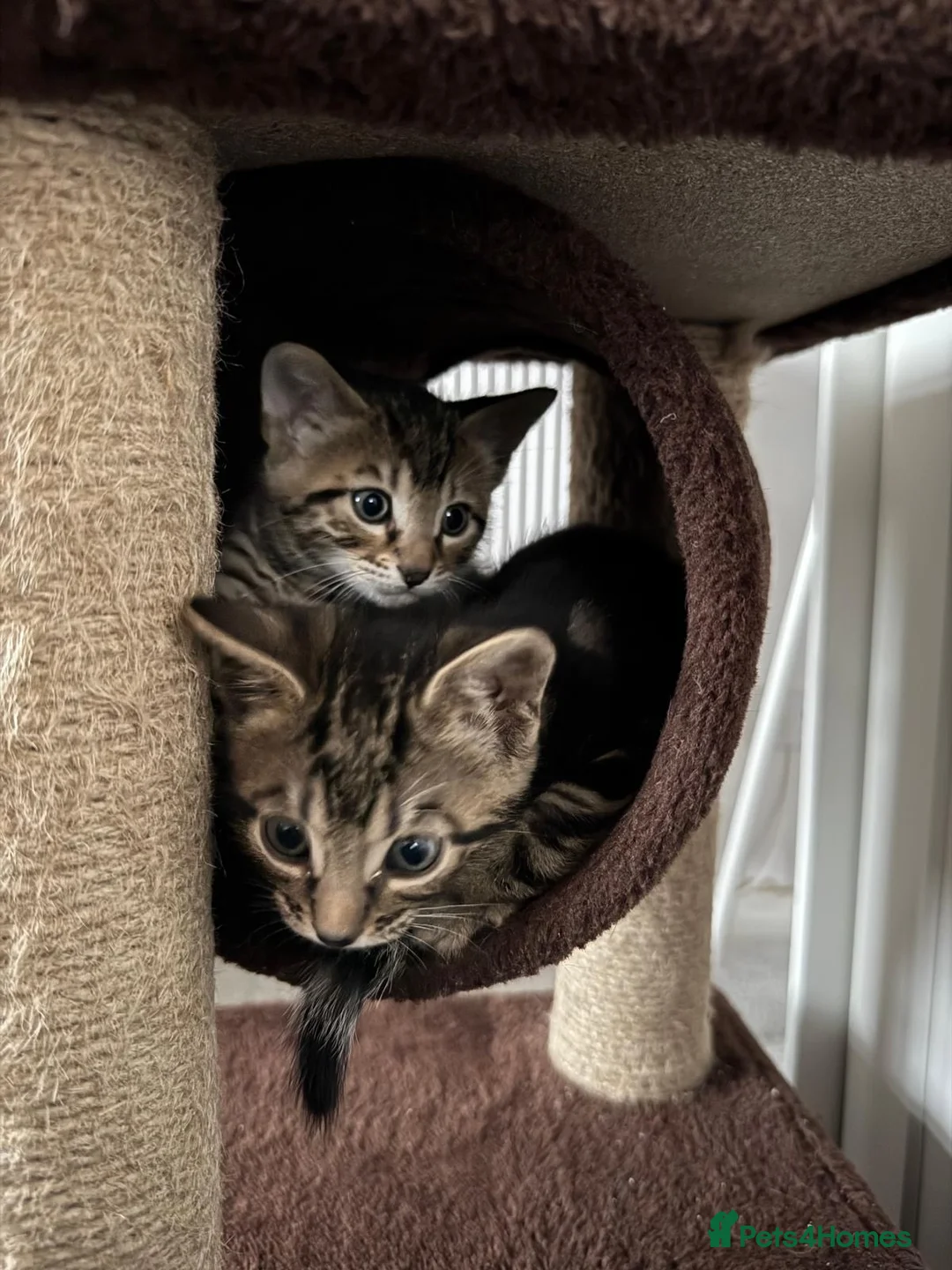 Mixed Breed cats for sale: Bengal x Russian blue kittens  - Advert 2