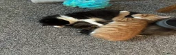 British Longhair cats for sale: Maine coon  mother -  5 half Maine coon kittens  - Advert 19