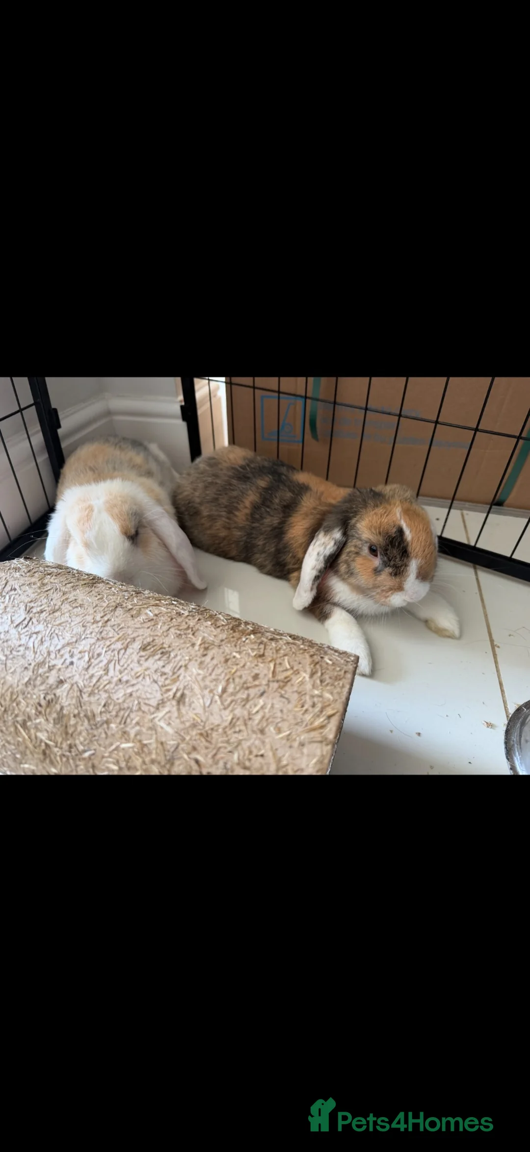 Mini Lop rabbits for sale: 🐰 Bonded Mini Lop Rabbits Looking for a New Home in Peterborough - Advert 1