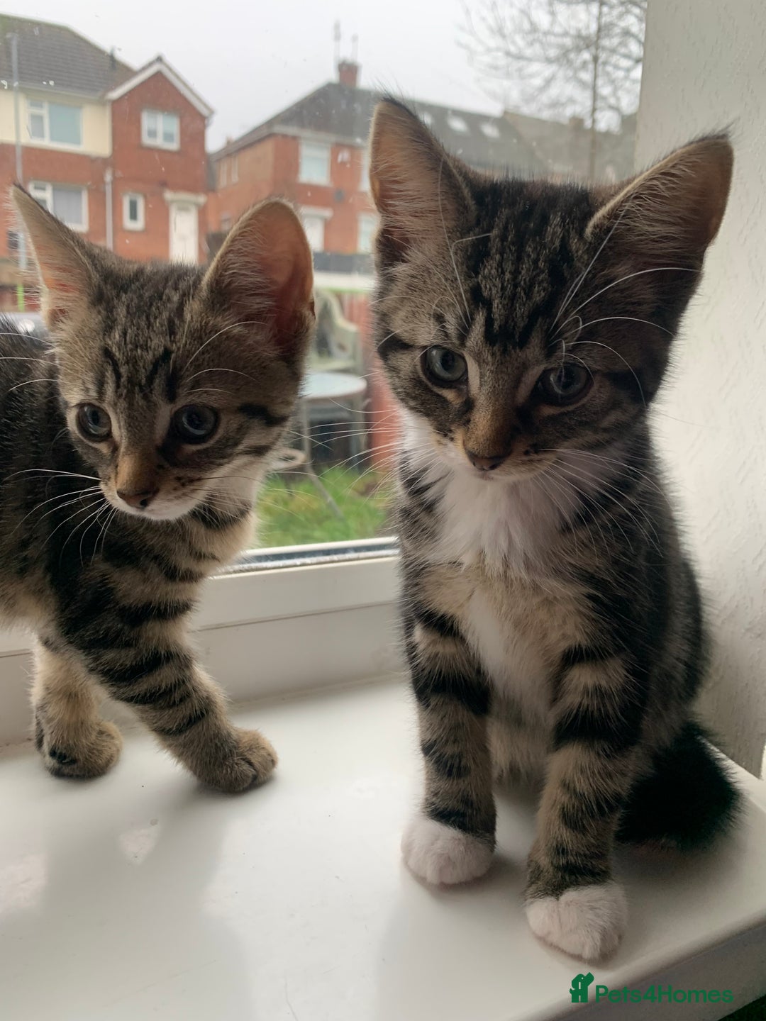 Mixed Breed cats for sale: Kittens 10 weeks ready to go - Advert 5