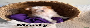 Monty