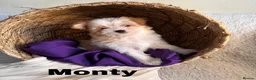 Yorkshire Terrier dogs for sale: BEAUTIFUL GOLDDUST YORKSHIRE TERRIER PUPPIES - Advert 2