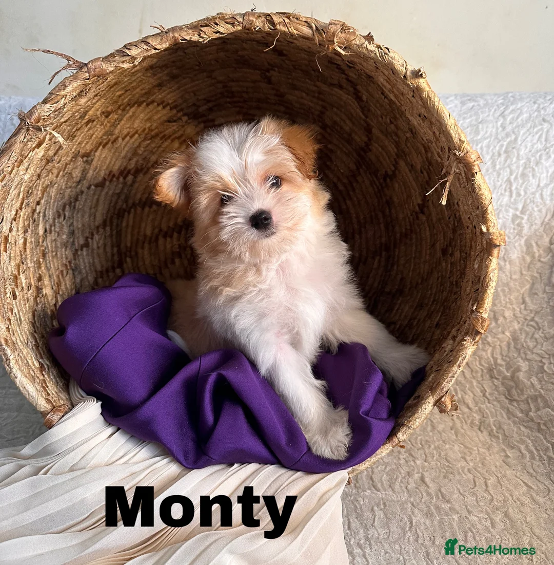 Yorkshire Terrier dogs for sale: BEAUTIFUL GOLDDUST YORKSHIRE TERRIER PUPPIES - Advert 2