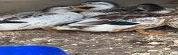 Ducks poultry for sale: Silver applebees  - Advert 3