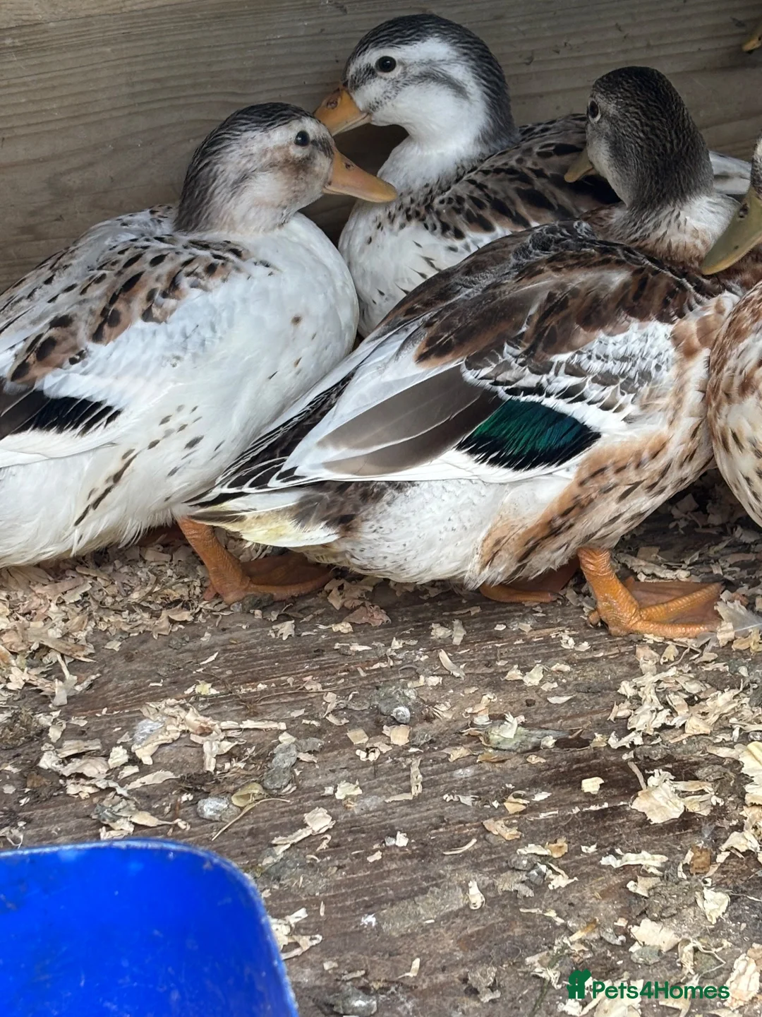 Ducks poultry for sale: Silver applebees  - Advert 3
