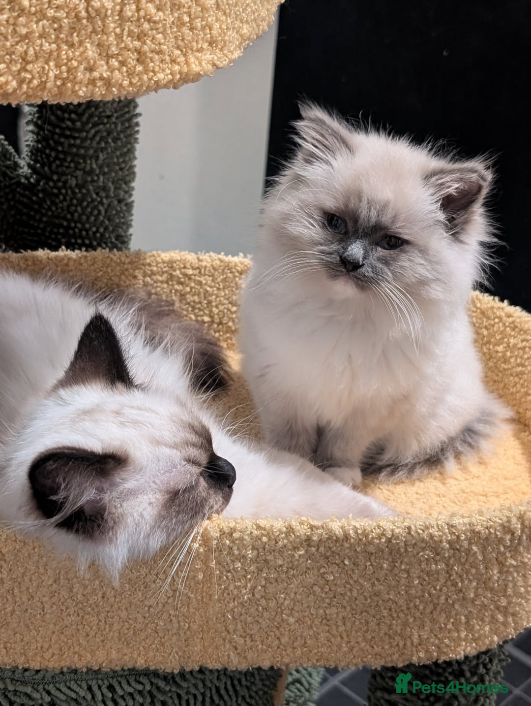 Ragdoll cats for sale: Ragdoll kitten  - Advert 1