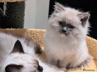 Ragdoll cats Ragdoll kitten - Advert 6