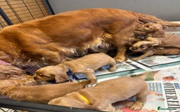 Cocker Spaniel dogs for sale: Outstanding KC Show Cocker Spaniels - Image 24