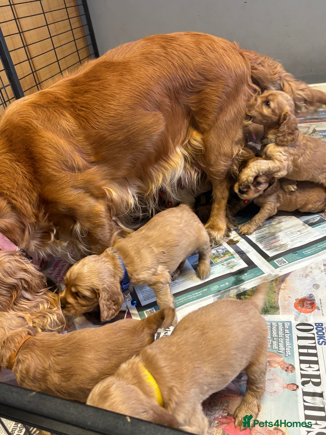 Cocker Spaniel dogs for sale: Outstanding KC Show Cocker Spaniels - Image 24