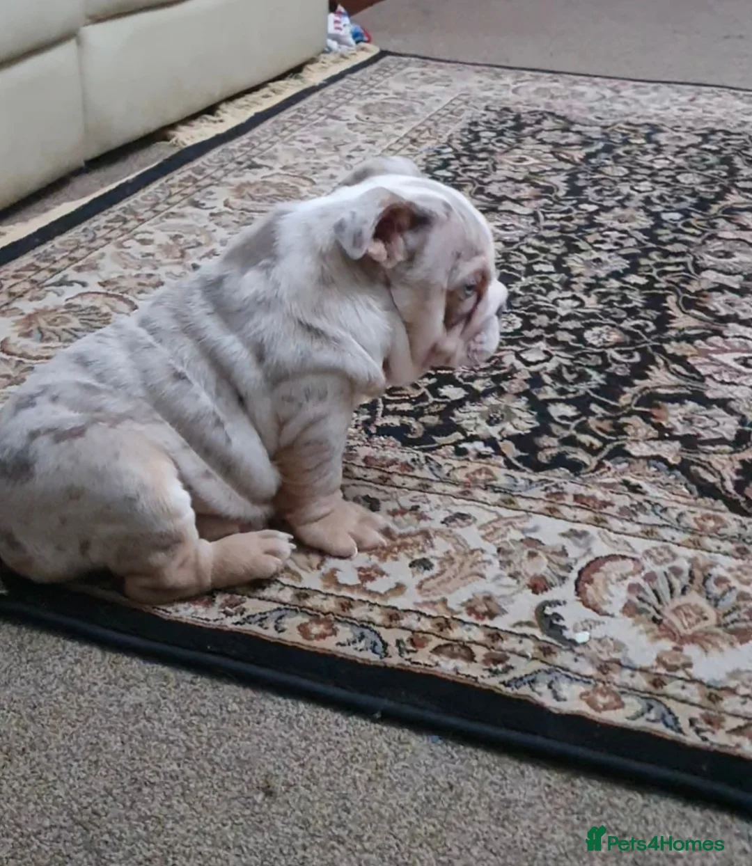 English Bulldog dogs for sale: Lovely lilac and tan Merle girl - Advert 11