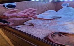 Corn Snake reptiles for sale: 6 yr old corn snake & 4ft Vivarium & accessories  - Advert 19