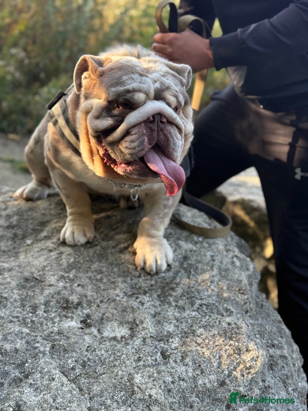 English Bulldog dogs for stud: Grizzly ready to stud  - Image 15