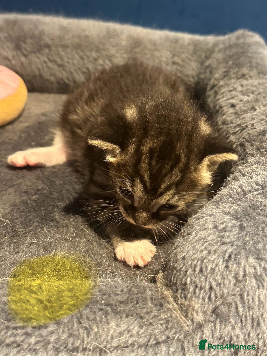 Bengal cats for sale: Queen boo 💕❤️ - Image 6