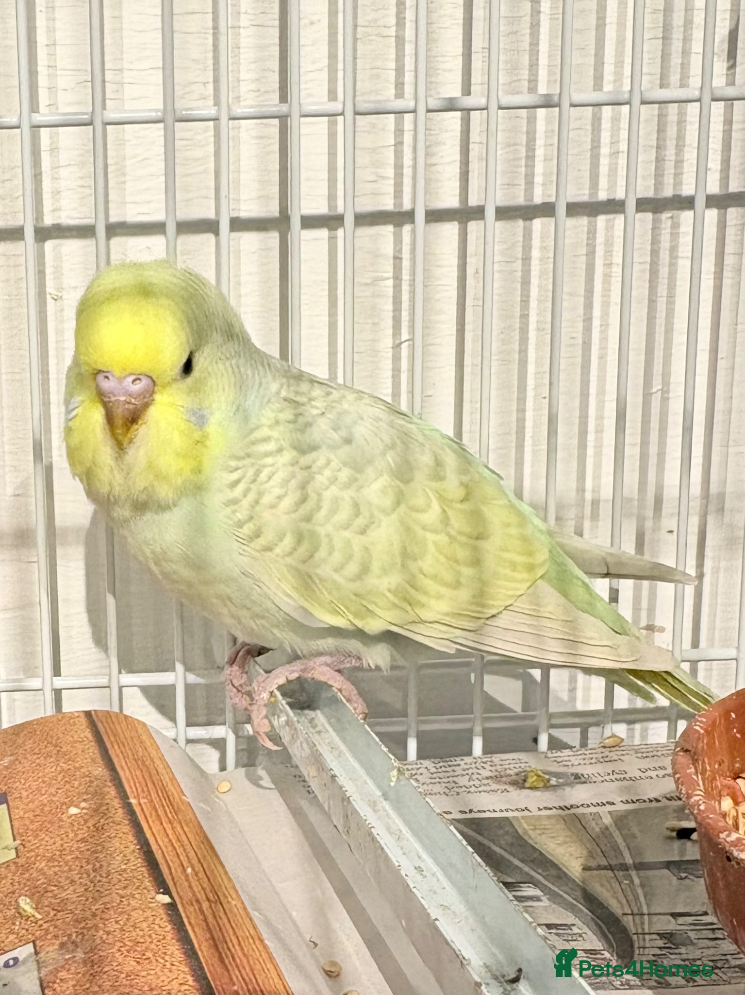 Budgerigars birds Baby budgies  - Advert 1