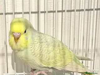 Budgerigars birds Baby budgies - Advert 1