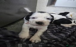 Mixed Breed dogs for sale: Spaniel/collie pup for sale - Image 6