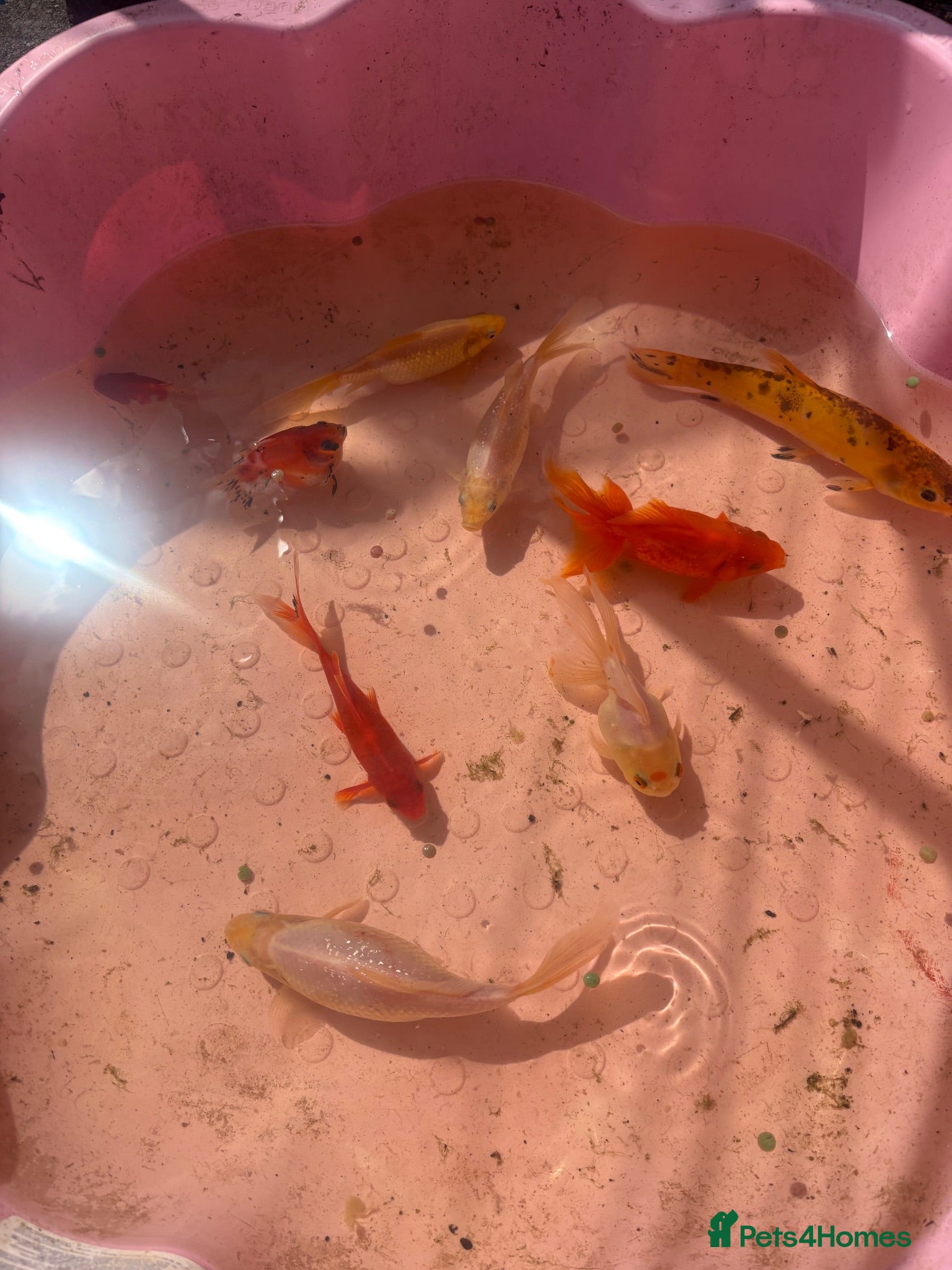 Fancy Goldfish fish Pond fish for sale - Advert 1