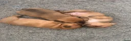 Staffordshire Bull Terrier dogs for sale: 3 female - Red Staffordshire puppies for sale - Advert 8