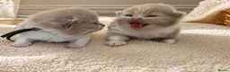 British Shorthair cats for sale: Champion British Shorthair kittens *health tested* - Advert 5