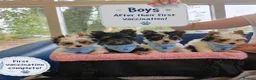 Yorkshire Terrier dogs for sale: 3 Tiny Yorkie Boys – Vaccinated & Ready - Advert 15