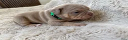 American Bully dogs for sale: 🐾Exceptional ABKC Lilac Tri Pocket Bully Puppies - Advert 18