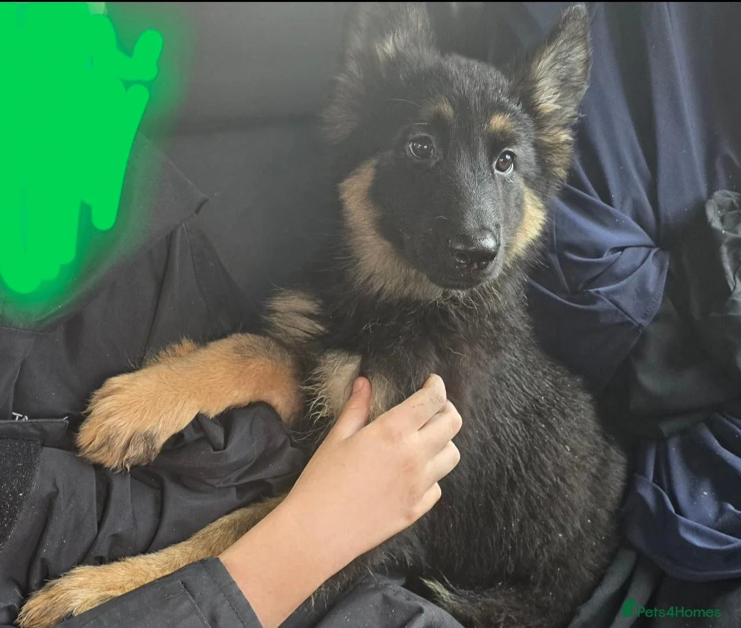 Mixed Breed dogs for sale: German shepard Belgian shepard cross - Advert 4