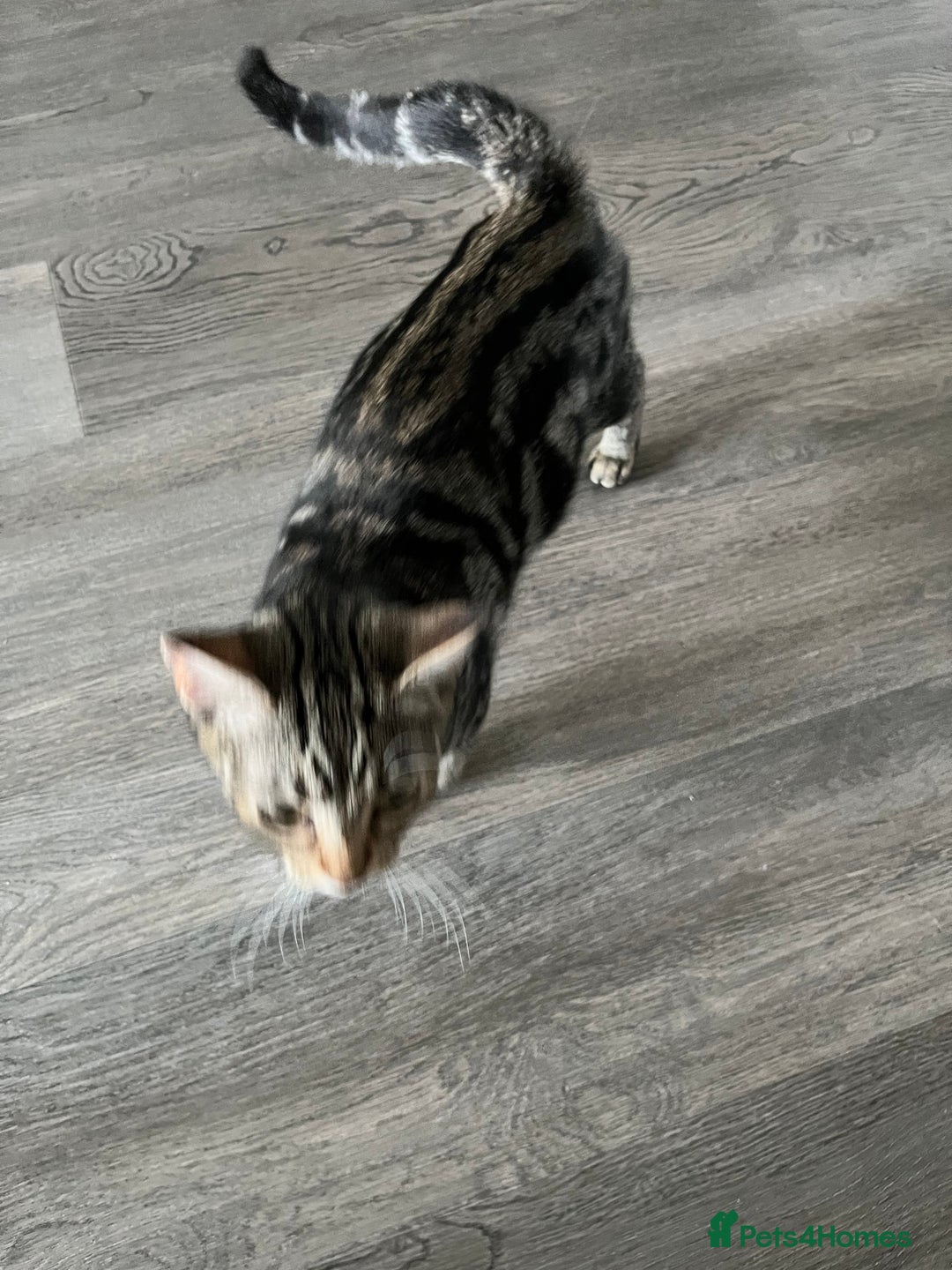 British Shorthair cats for sale: Bonded Sister Kittens for Rehoming - Advert 14