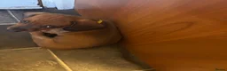 Dachshund dogs for sale: 6 dachshund puppies - 4 boys & 2 girls - Advert 20