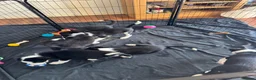 Border Collie dogs for sale: Puppies for sale  - Advert 4