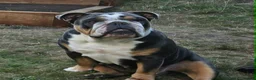 English Bulldog dogs for sale: Beautiful litter of English Bulldogs - Advert 26