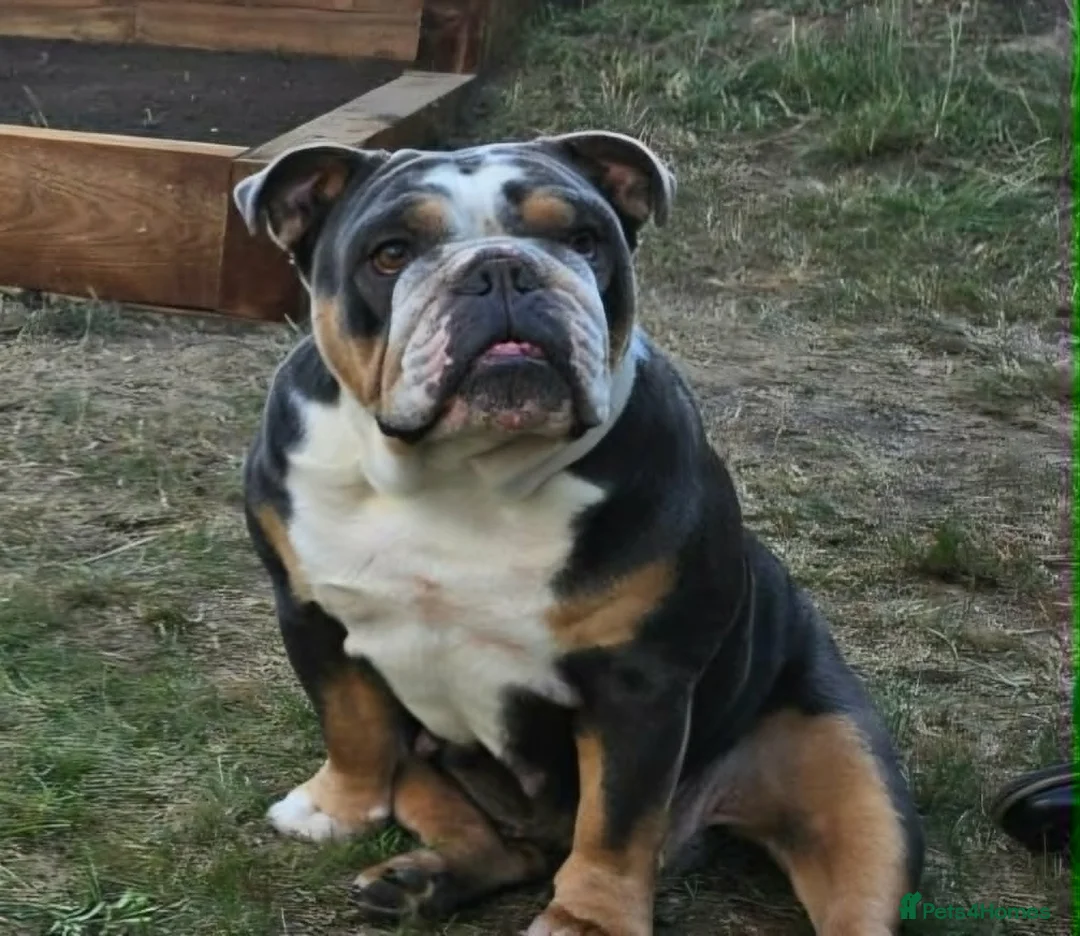 English Bulldog dogs for sale: Beautiful litter of English Bulldogs - Advert 26