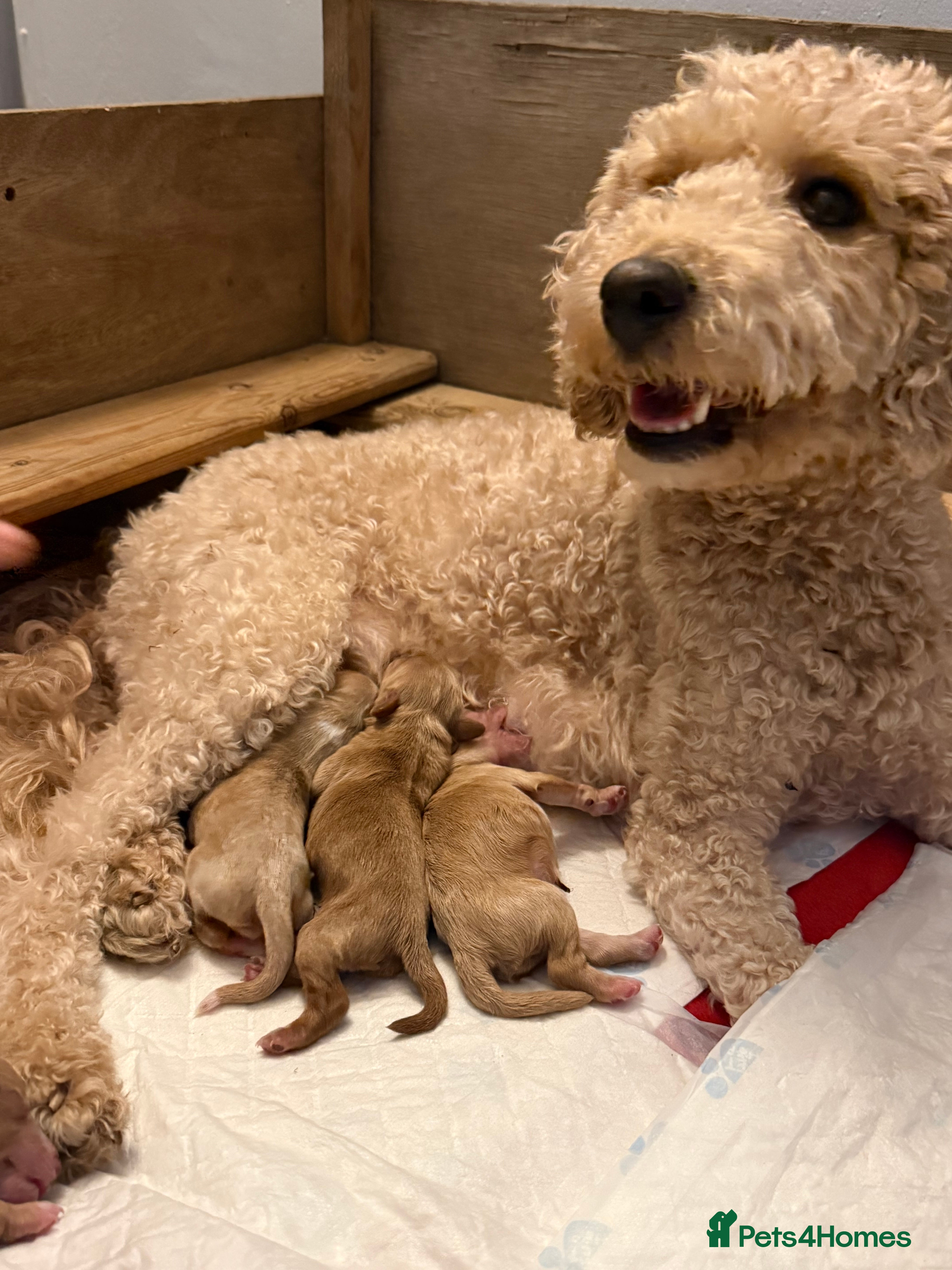 Mixed Breed dogs BORN07/03/2026 Beautiful male poochon/cockerpoo - Advert 2